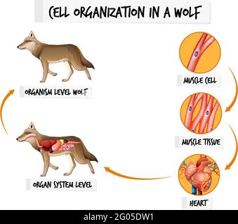 Diagramma che mostra l'organizzazione delle celle in un'illustrazione lupo Illustrazione Vettoriale