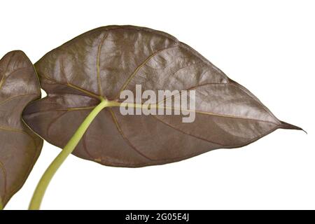 Lato rosso scuro inferiore della foglia esotica 'Alocasia Wentii' houseplant isolato su sfondo bianco Foto Stock