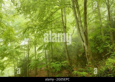 Faggeta, in un giorno di primavera nebbia (Garottxa, Catalogna, Spagna) ESP: Hayedo en un día de primavera con niebla (Garottxa, Cataluña, España) Foto Stock