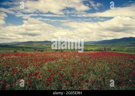 Campo papavero. Prato in fiore sullo sfondo di una catena montuosa e campi arati all'orizzonte. Foto Stock