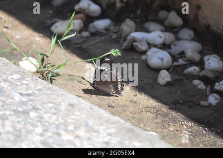 Farfalla sul pavimento, il Corvo Magpie Foto Stock