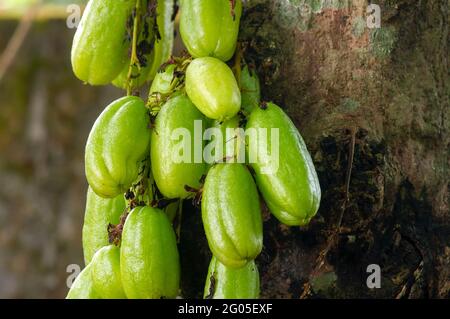 Averrhoa bilimbi appeso sul suo albero, comunemente noto come bilimbi, cetriolo, o albero sorrel, un albero fruttifero del genere Averrhoa, molti benef Foto Stock