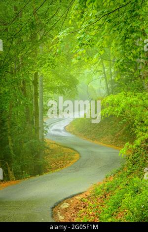 Strada curvilinea tra la faggeta, in un giorno di primavera (Garottxa, Catalogna, Spagna) ESP: Carretera con curvas entre el hayedo, en primavera Foto Stock