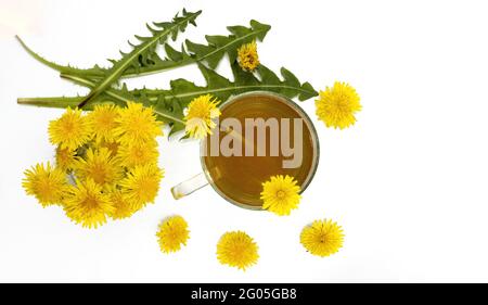 Infusione sana della pianta del dente di leone, Taraxacum officinale, per purificare il fegato su sfondo bianco Foto Stock