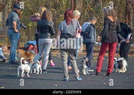 Proprietari con i loro animali domestici e un fotografo. Spitz, Jack Russell Terrier, Miniature Pinscher, Papillon, alla mostra di cani. Soleggiato giorno d'autunno. Vista posteriore. KH Foto Stock