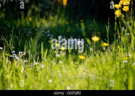 Buttercups e margherite in un prato da un angolo basso Foto Stock