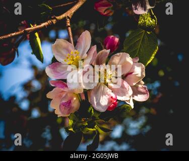 Fiori di mela fioriti in primavera Foto Stock