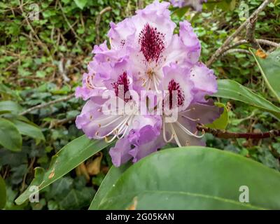 Closeup shot di rosa Rhododendron ponticum fiore in Germania. Fiori ornamentali all'aperto Foto Stock