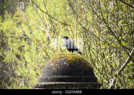 Un grande uccello di corvo nero in piedi su un pilastro di pietra. Foto Stock