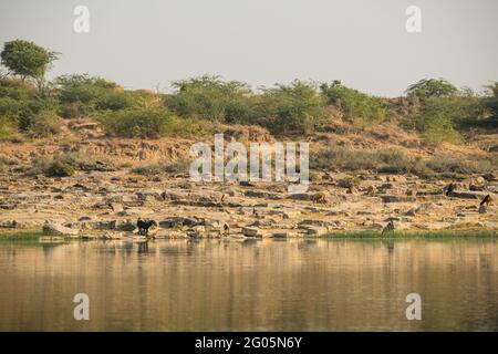 Sulle rive del fiume Chambal nel Rajasthan Foto Stock