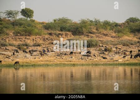 Sulle rive del fiume Chambal nel Rajasthan Foto Stock