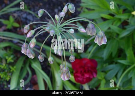 Lily, Paeonia, Paeonia Red, Peonia, Peonia Red, Double Red Peony Cambridge UK, puramente bello e tranquillo spazio floreale Foto Stock