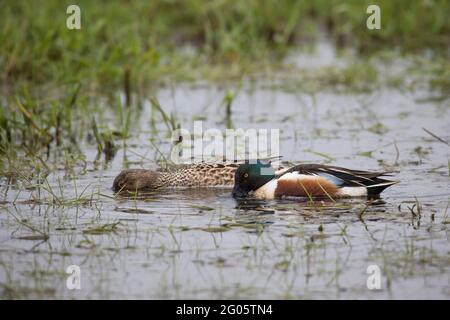 Loeffelente, spatola clypeata, pala a nord Foto Stock