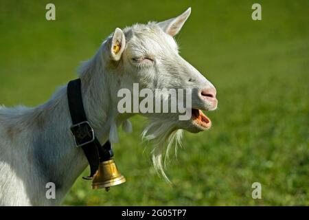 Saanen Goat, Unhorned Billy Goat con Goatbeard e Bell, Saanen, Obersimmental-Saanen, Svizzera Foto Stock