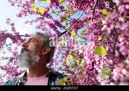 uomo bearded nel profilo fra i fiori di mandorla Foto Stock