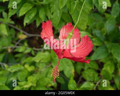 Primo piano Spider Hibiscus Flower o Hibiscus Schizopetalus isolato sullo sfondo Foto Stock