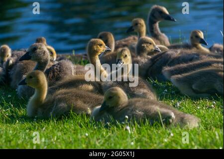 Windsor, Berkshire, Regno Unito. 1 giugno 2021. La sicurezza in numeri come giovani Canada gossings oche si accovaccia vicino l'uno all'altro sulle rive del Tamigi a Windsor. Credito: Maureen McLean/Alamy Foto Stock