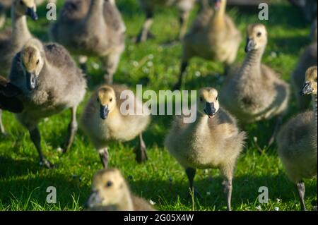 Windsor, Berkshire, Regno Unito. 1 giugno 2021. La sicurezza in numeri come giovani Canada gossings oche si accovaccia vicino l'uno all'altro sulle rive del Tamigi a Windsor. Credito: Maureen McLean/Alamy Foto Stock