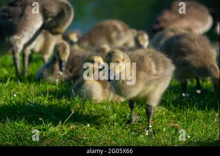 Windsor, Berkshire, Regno Unito. 1 giugno 2021. La sicurezza in numeri come giovani Canada gossings oche si accovaccia vicino l'uno all'altro sulle rive del Tamigi a Windsor. Credito: Maureen McLean/Alamy Foto Stock