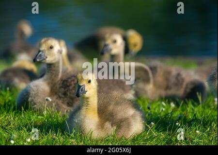 Windsor, Berkshire, Regno Unito. 1 giugno 2021. La sicurezza in numeri come giovani Canada gossings oche si accovaccia vicino l'uno all'altro sulle rive del Tamigi a Windsor. Credito: Maureen McLean/Alamy Foto Stock