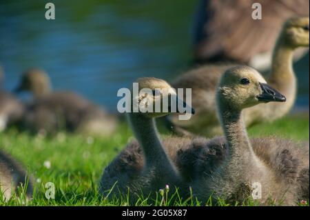 Windsor, Berkshire, Regno Unito. 1 giugno 2021. La sicurezza in numeri come giovani Canada gossings oche si accovaccia vicino l'uno all'altro sulle rive del Tamigi a Windsor. Credito: Maureen McLean/Alamy Foto Stock