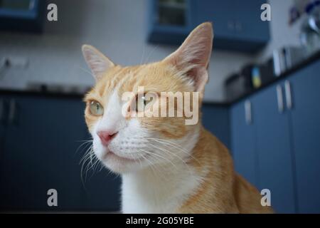 Gatto meraviglioso sullo sfondo della cucina moderna Foto Stock