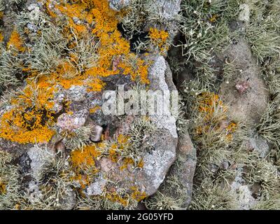 Lichene crotale giallo (xantoria parietina) e lichene di muschio di barba (usnea) che crescono sulla roccia nello Shetland meridionale, Regno Unito Foto Stock
