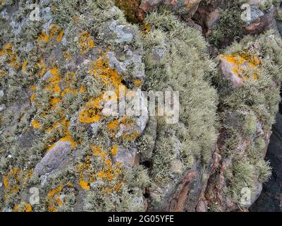 Lichene crotale giallo (xantoria parietina) e lichene di muschio di barba (usnea) che crescono sulla roccia nello Shetland meridionale, Regno Unito Foto Stock