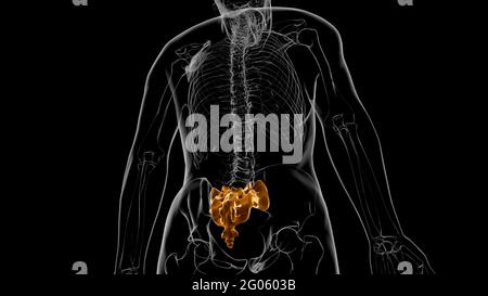 Anatomia scheletrica umana osso sacrale 3D rendering for Medical Concept Foto Stock