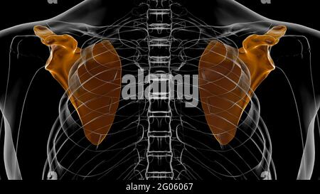 Anatomia scheletrica umana Scapula Bone 3D rendering for Medical Concept Foto Stock