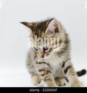 ritratto di un gattino marrone chiaro a strisce di un mese seduto su uno sfondo bianco, profondità di fuoco poco profonda Foto Stock