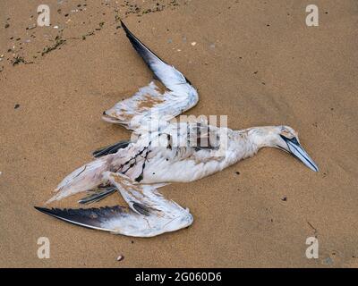 Un gannet eviscerato si è lavato su Bain's Beach a Lerwick, Shetland UK. Foto Stock