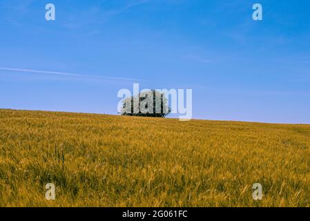 Un campo con un solo albero hawthorne sullo sfondo contro il cielo blu, Strolille, Danimarca, 31 maggio 2021 Foto Stock