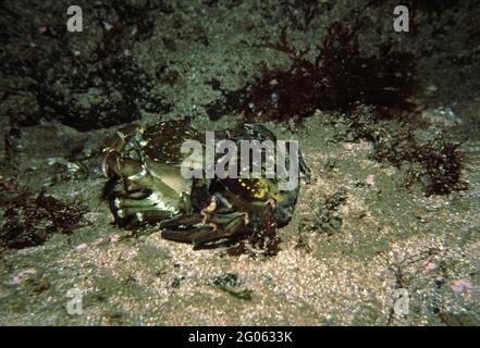 Granchio di terra (maenas di Carcinus) molting, Regno Unito. Foto Stock