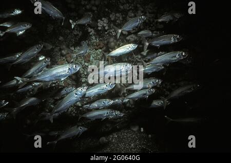 Sgombro da cavallo Atlantico (Trachurus trachurus) che nuota di fronte a una parete rocciosa, Regno Unito. Foto Stock