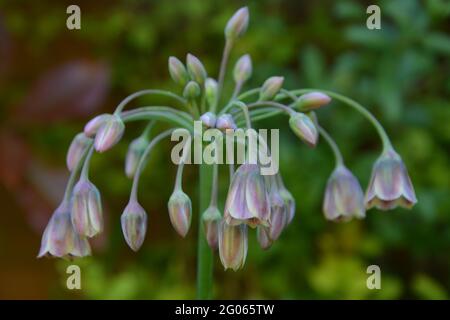 Lily, Sicilian Honey Lily, Flower Chandelier Cambridge UK, spazio floreale molto bello e tranquillo Foto Stock