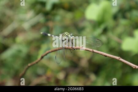 Primo piano di una libellula del falco meridionale appollaiata su un bastone marrone con il bastone Foto Stock