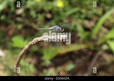 Vista laterale di un dragonfly di darter con indicazione viola sulla parte superiore di un bastone asciutto Foto Stock