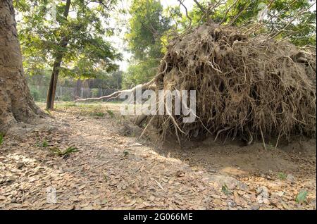 Albero sradicato nella giungla, deforestazione indiana, squilibrio in natura - immagine stock Foto Stock