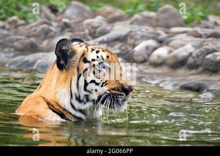 Bella Royal Bengala Tiger , Panthera Tigris, balneazione in acqua. È la più grande specie di gatto e in via di estinzione , che si trova solo nella foresta di mangrovie Sundarban. Foto Stock