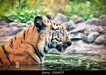 Bella Royal Bengala Tiger , Panthera Tigris, balneazione in acqua. Immagine colorata. È la più grande specie di gatto e in via di estinzione , che si trova solo in Sundarban. Foto Stock