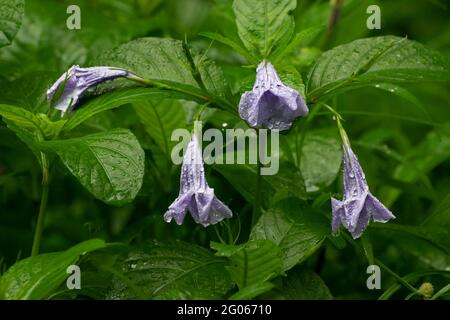 Datura Hybrid, Devi-s Tromba, Corno d'abbondanza, Downy Thorn Apple - ribes nero Swirl fiore con gocce di pioggia su di loro. Monsone immagine di bellezza naturale Foto Stock