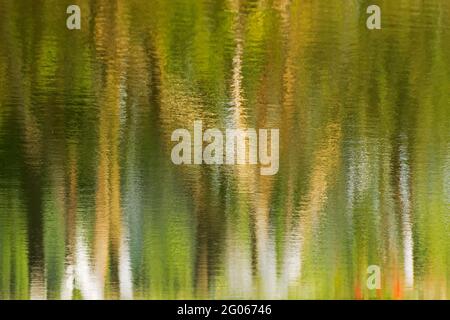 Bel riflesso degli alberi sull'acqua, sfondo verde ambientale, immagine orizzontale, impressione artistica colorata. Kolkata, Calcuatta, Bengala Occidentale Foto Stock