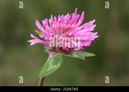 Trifoglio rosso Trifolium pratense Foto Stock