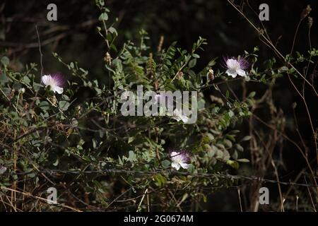 Caper Bush, Capparis Spinosa o Flinders Rose della famiglia Capparaceae, le gemme sono usate per condire e frutta è consumata sottaceto, colline della Giudea Foto Stock