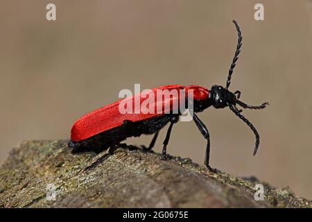 Beetle cardinale a testa nera - Pyrocrochroa coccinea Foto Stock
