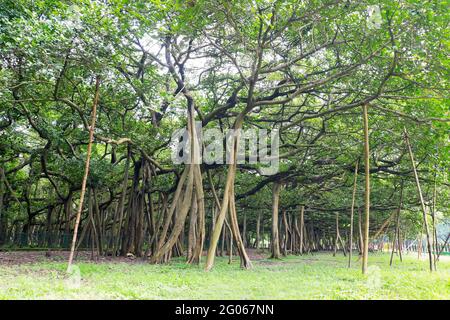 Il Grande Banyan è un albero di banyan (Ficus benghalensis) situato nel giardino botanico indiano di Acharya Jagash Chandra Bose, Howrah, nel Bengala occidentale. Foto Stock