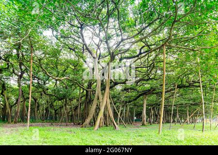 Il Grande Banyan è un albero di banyan (Ficus benghalensis) situato nel giardino botanico indiano di Acharya Jagash Chandra Bose, Howrah, nel Bengala occidentale. Foto Stock