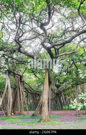 Il Grande Banyan è un albero di banyan (Ficus benghalensis) situato nel giardino botanico indiano di Acharya Jagash Chandra Bose, Howrah, nel Bengala occidentale. Foto Stock