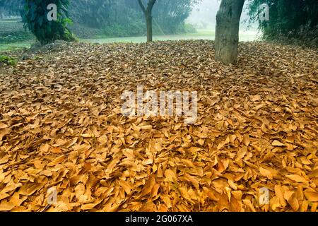 Foglie secche che giacciono ancora a terra in foresta, bella scena invernale mattina. Prospettiva di svanire via nella nebbia. Foto Stock